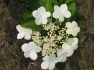 2_1239447881nogi