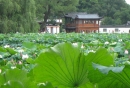 杭州西湖曲院风荷 20090628