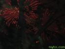 2_1259035542sy8f