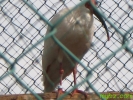 2_1259035593fhzh