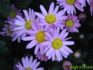 2_1259035631nnmh